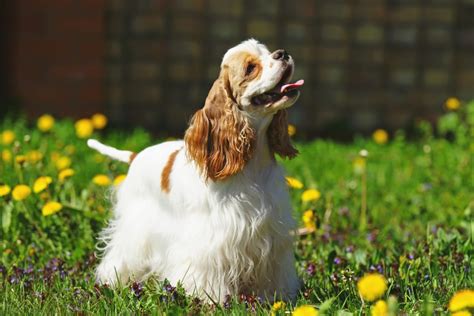 american cocker spaniel hypoallergenic